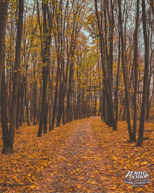 🍂 Осень в Темерницкой роще. Белочки запасаются на..