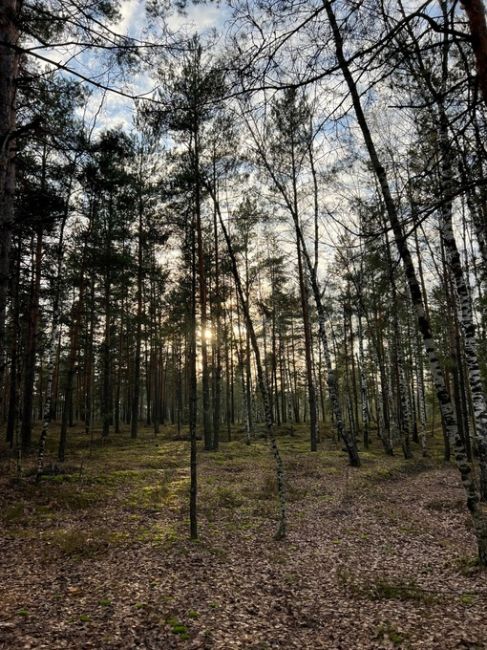 Лес рядом с поселком большое Козино💙  Фото Петра..