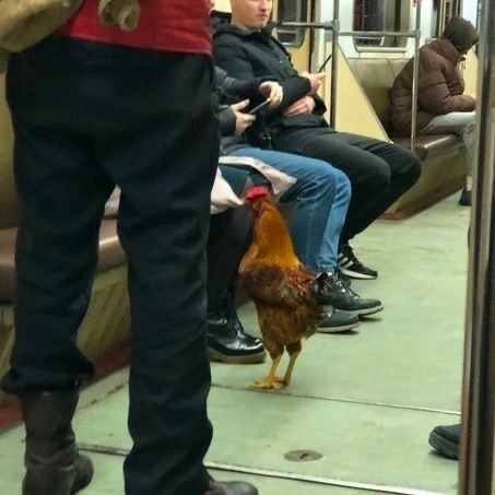 🐓Московское метро не перестает..