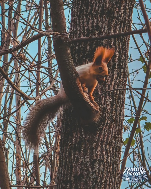 🍂 Осень в Темерницкой роще. Белочки запасаются на..