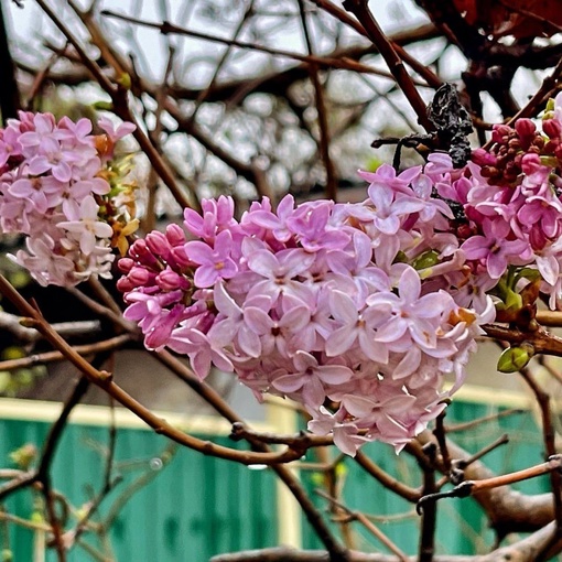 😍Сиреневые краски  в ноябре.  Фото:..