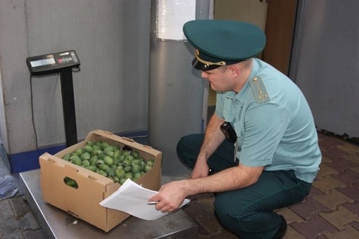 Первую тонну мандаринов привезли в Россию из Абхазии  🍊Коммерческие партии цитрусовой продукции из..