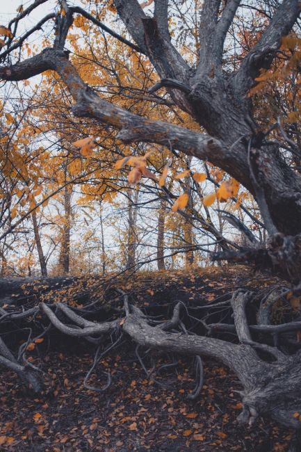 Атмосферная фотопрогулка по осеннему Старочеркасску..