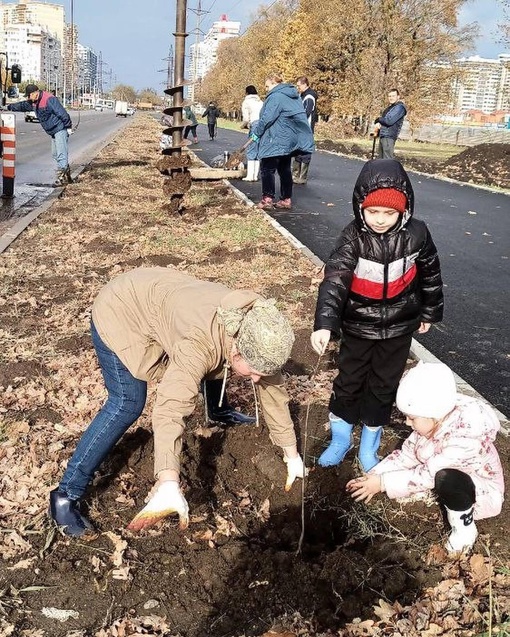 Жители Краснодара продолжают сажать деревья 🌳🌳🌳  Вчера на улице Батуринской высадили более 100 павлоний и..