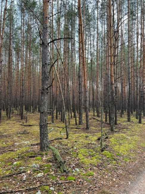 Лес рядом с поселком большое Козино💙  Фото Петра..