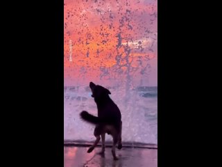 Собачье счастье на закате 😁  Видео xenia_anapa...