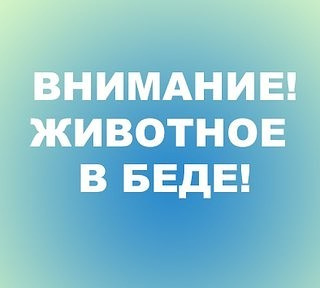 Добрый вечер! У соседей в полуразрушенной, пустой квартире закрыт кот. Координат никаких нет.  Почти месяц..