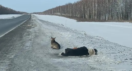 На трассе в сторону Ульяновска какие-то нелюди выбросили двух собак умирать. Один песель уже погиб. Его..