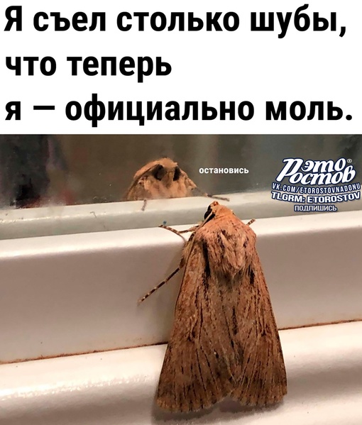 Моль в железе