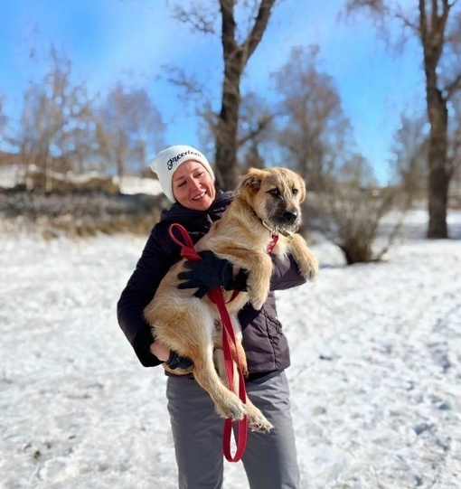 Бесплатно! Огромные щенки, 6 месяцев, есть рыжий и черный, девочка и мальчик. Девочка стерилизована, привита и..