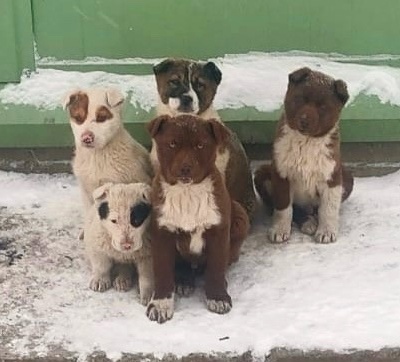 В Кольцово в районе полигона небольшая собачка принесла 5 щенят, сейчас осталось 2 очень красивых шоколадных..
