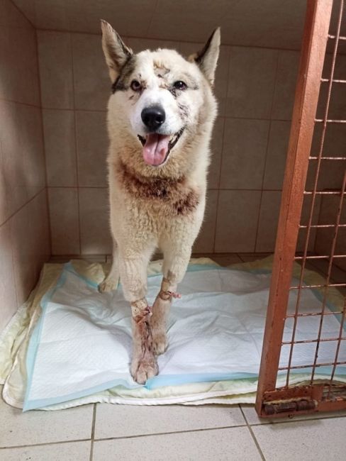 В Ленобласти нашли того, кто расстрелял и выбросил на помойку собаку  Волонтёры выхаживают пса по кличке..