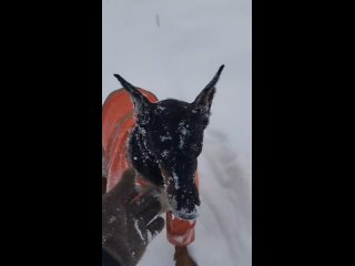 ❗️Перекрыли движение по трассе М-7 для автобусов и грузовиков.  Ограничения вводятся с 10:00 и до улучшения..