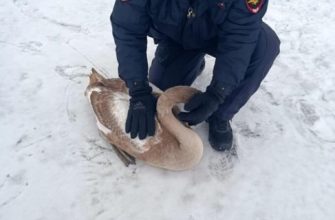 Транспортный отдел сотрудники