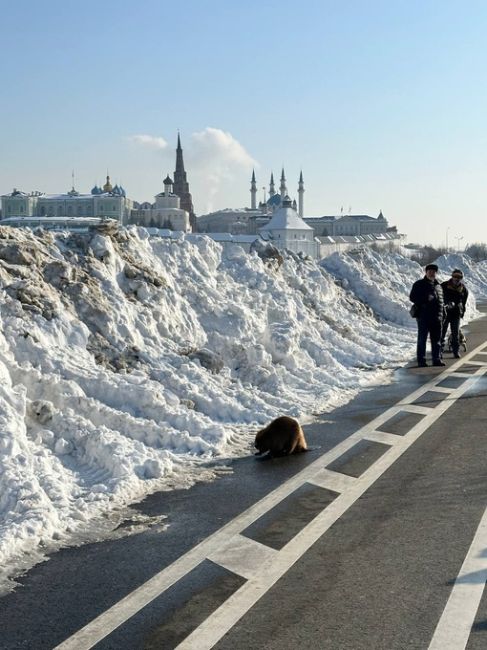 Бобер курва,..