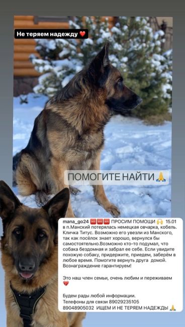 Помогите найти друга 🙏
15.01 в п.Манский потерялась немецкая овчарка, кобель. Кличка Титус. Возможно его..