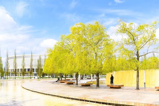 Цветущие ивы в Парке Галицкого ❤️  Фото: пресс-служба..