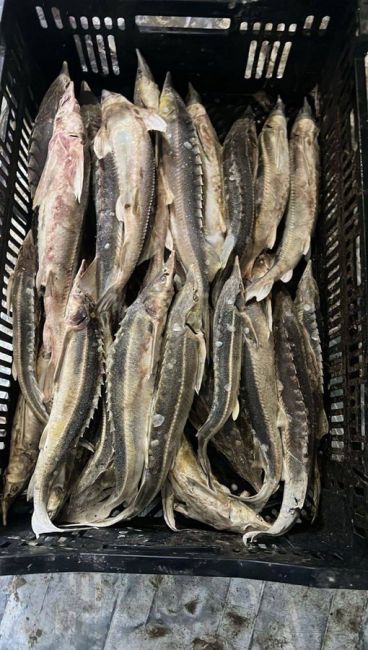 Задержан браконьер в Азовском районе с 700 килограммами рыбы в автомобиле  Нашли у задержанного 19 штук осетра..