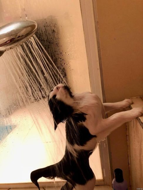 Ежедневный душ может быть опасен и не приносит реальной пользы для здоровья — NYP.  Медэксперты заявили, что..