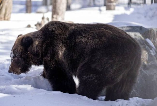 В Новосибирске оцепили территорию Заельцовского бора из-за ловли медведя  Об этом корреспонденту Сиб.фм..