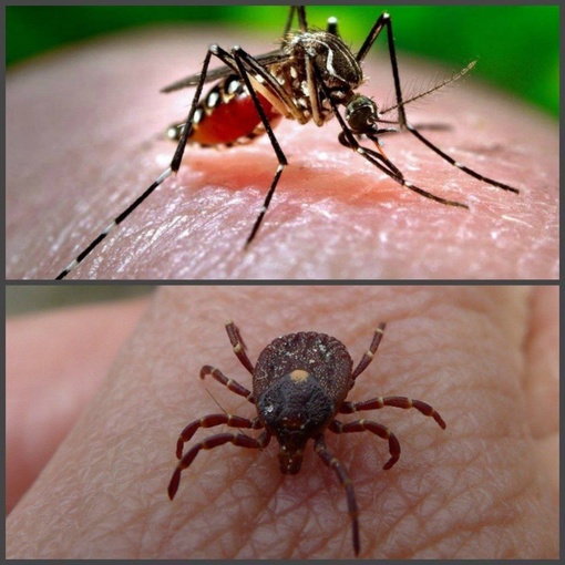 ❗️В клещах и комарах обнаружили более 60 новых вирусов, — ТАСС  Роспотребнадзор обнаружил 47 новых вирусов,..