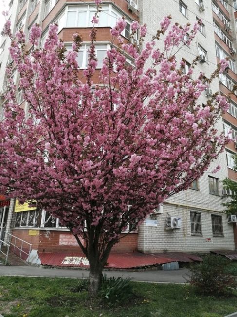 Сакура цветет не только в парке Галицкого, но и в другим местах  Краснодара..