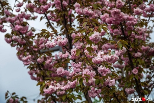 📍 Весна в Мегапарке, Аксайский проспект, 23
Зеленый парк, огороженный холмами, между трассой и торговым..
