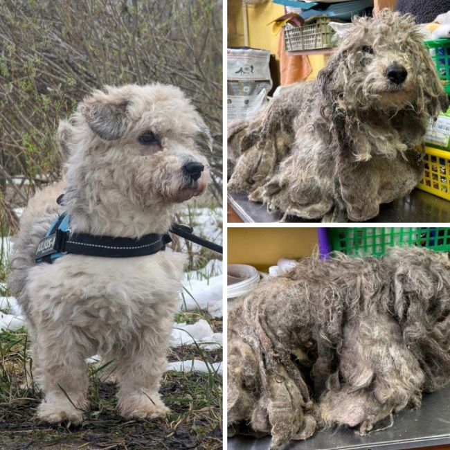 В Петербурге спасли собаку, которая четыре года просидела на цепи. Волонтёры нашли пса примёрзшим к земле,..