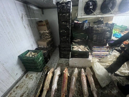 Задержан браконьер в Азовском районе с 700 килограммами рыбы в автомобиле  Нашли у задержанного 19 штук осетра..