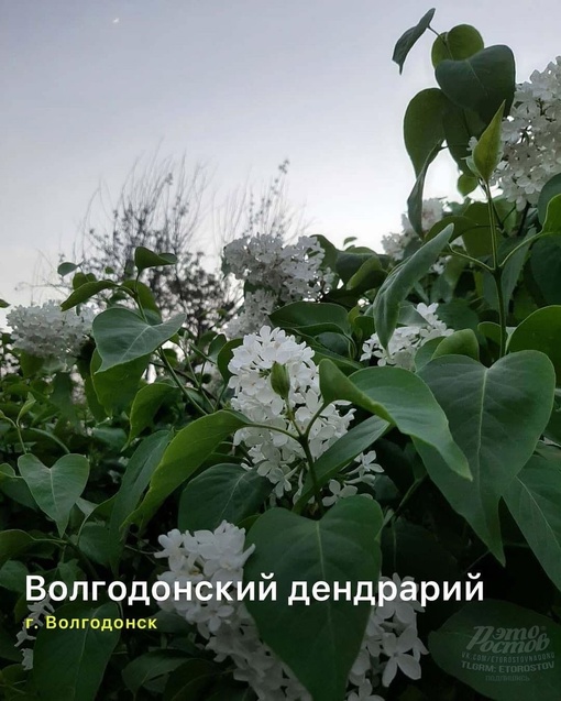 🌸📸 9 цветущих мест Ростовской области, где можно сделать красивые фото и просто насладиться красотой (c) Enter..