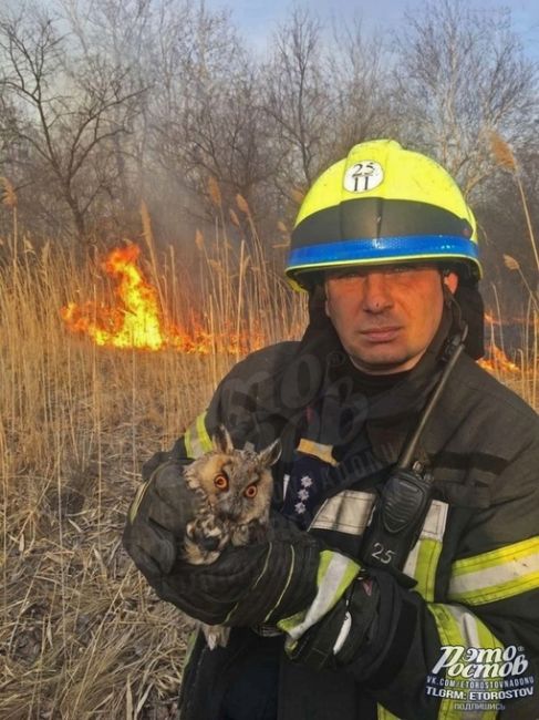 🦉Вот это чудо спасли из огня в Ростовской области  Спасатели призывают не жечь траву и не лишать жизни..