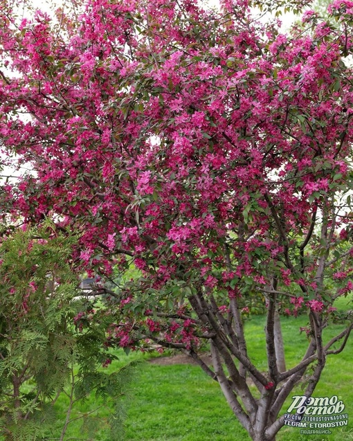 🌸🌷 Весна в парке Лога  📍 Координаты: 48.351306,..