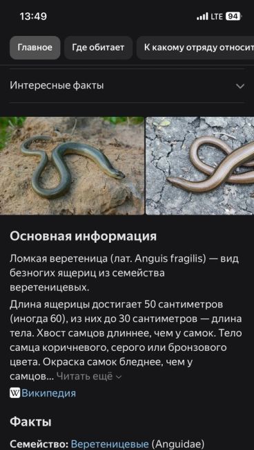 🗣️ от подписчика: «На улице Васенко ползает змея! Она вообще неопасна? В любом случае будьте..