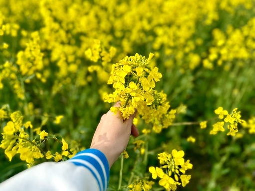 В Краснодарском крае цветет рапс  Солнечные цветы поднимают настроение и притягивают к себе любителей..