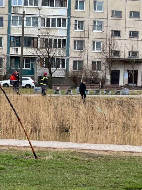 На Ольховой улице в озере Долгое было обнаружено тело женщины..
