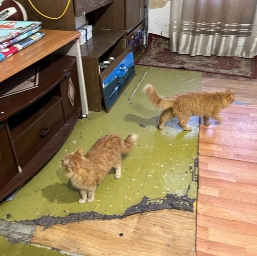 Здравствуйте! Из комнаты сбежал арендатор, оставил сюрприз. Остались 2 котёнка 7ми месячных. Живут сейчас на..