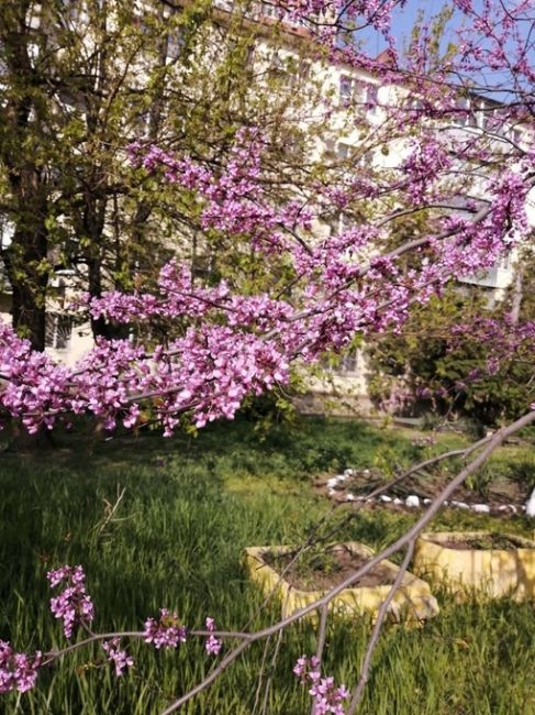 Сакура цветет не только в парке Галицкого, но и в другим местах  Краснодара..