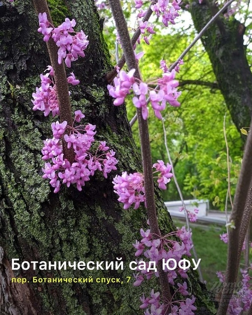 🌸📸 9 цветущих мест Ростовской области, где можно сделать красивые фото и просто насладиться красотой (c) Enter..