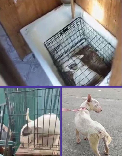 В Сочи хозяйка пять месяцев искала украденного щенка бультерьера. По её словам, полицейские бездействовали..