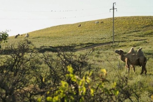 Чего только не увидишь в Ростовской области…  Верблюды отдыхают на зелёной лужайке..
