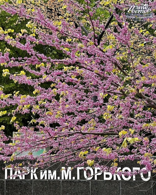 Ростов в розовом цвете..