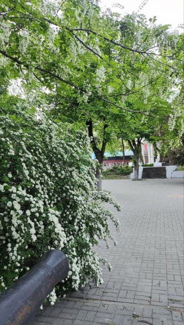 Красивое цветение на улицах Ростова..