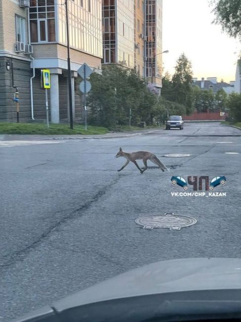 В районе улицы Бехтерева очевидцы запечатлели ну очень худую лису..