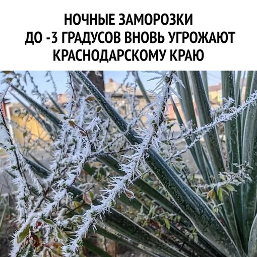 Ночные заморозки до -3 градусов вновь угрожают Краснодарскому краю.  Ночью и утром 9, 10 и 11 мая по краю,..