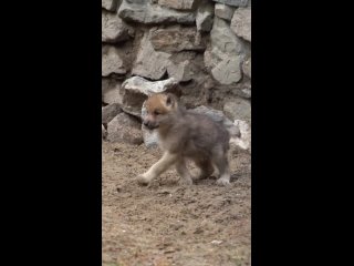 Милых волчат в вашу ленту))  Эти малыши пополнили семью полярных волков, живущих в Новосибирском зоопарке...