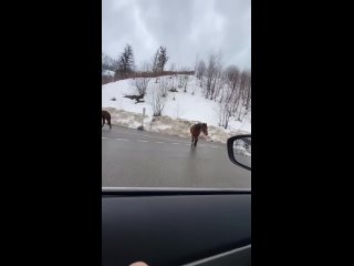 Лошадки в горах Сочи. Очень общительные, но голодные 😔  📹..