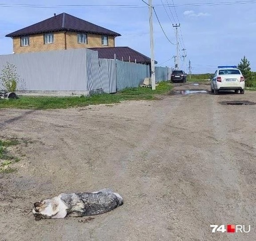 Житель поселка Полевой застрелил соседскую хаски  Все случилось, когда хозяйка собаки вместе с супругом..