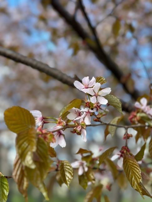Желающих увидеть сакуру в саду Дружбы на Литейном пока больше, чем распустившихся цветков. Впрочем, японцы..