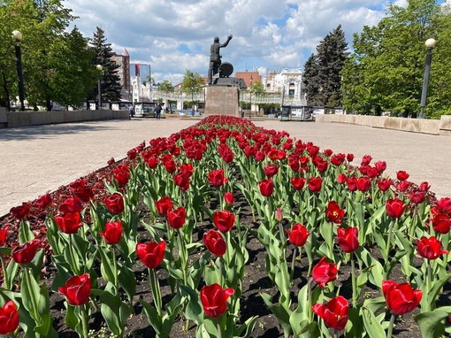 На Аллее Славы раскрыли бутоны красные..