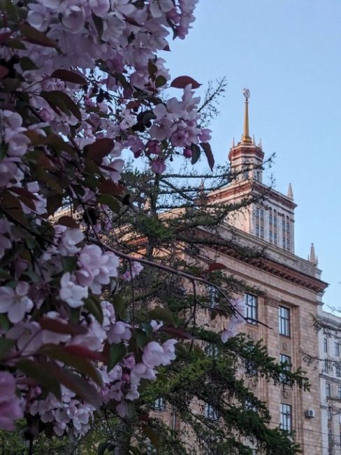 Цветущий Челябинск 🌸  Фото: Валентина..